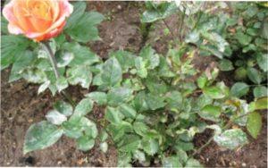 Грибкове захворювання троянд- борошниста роса: фото