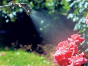 Чим обробляти троянди від хвороб