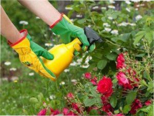 Чим обробляти троянди від хвороб самостійно: ефективні засоби