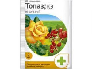 Чим обробляти троянди від небезпечних хвороб