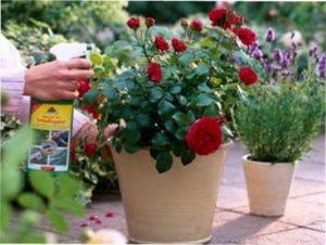 Чим обробляти троянди від хвороб: ефективні засоби