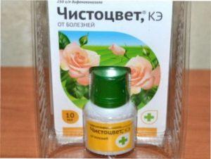 Чим обробляти троянди від хвороб