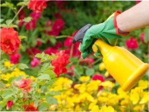 Чим обробити троянди на дачі від хвороб