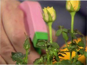 Засіб "Фундазол" для лікування від хвороб в троянди