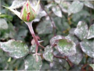 Грибкове захворювання троянд - борошниста роса як лікувати