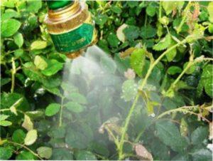 Чим обробляти троянди від хвороб