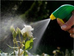 Кращі засоби для боротьби з хворобами троянд