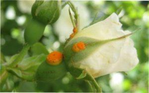 Іржа троянд -лікування