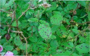 Хвороба листя троянд - чорна плямистість: фото і чим лікувати