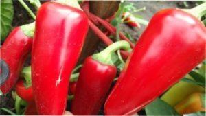 Середньостиглий сорт перцю Ластівка