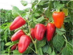 Середньостиглі сорти солодкого перцю для вирощування фото
