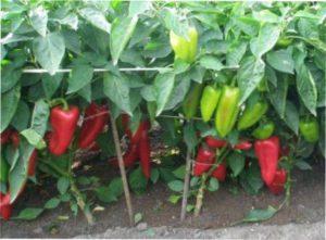 Середньостиглі сорти солодкого перцю для вирощування на дачі