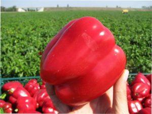 Пізньостиглі сорти солодкого перцю