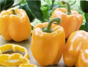 Пізньостиглі сорти солодкого перцю для вирощування фото