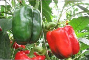 Кращі гібриди солодкого перцю