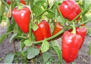 Ранні сорти солодкого перцю для висаджування на вашій дачі