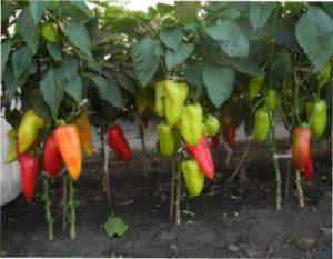 Ранні сорти солодкого перцю