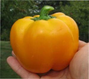 Ранні сорти солодкого перцю для висаджування самостійно