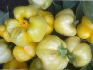 Ранні сорти солодкого перцю для висаджування