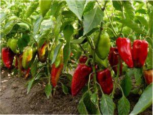Ранні сорти солодкого перцю фото