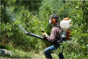 Обприскування рослин препаратом «Строби»