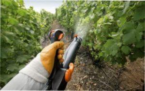 Обприскуванняя фунгіцидом Строби