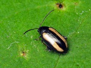 Можливі хвороби і шкідники на капусті брокколі