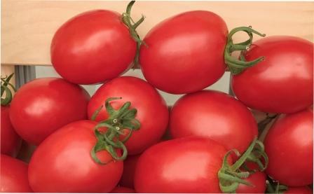 Томат Беніто f1: опис сорту, вирощування догляд та характеристика з фото