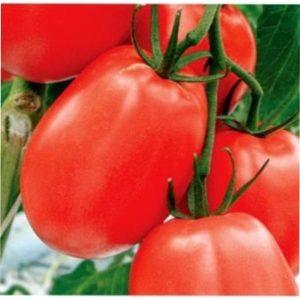 Помідори характеристика