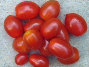 Бенито фото з описом