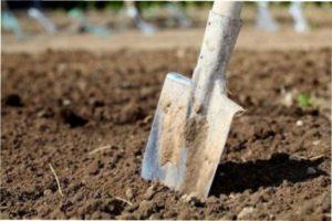 Лопата для обробки землі на городі опис з фото