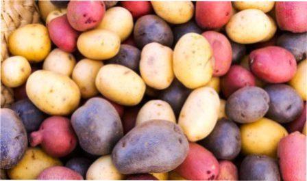 Як правильно зберігати картоплю взимку в домашніх умовах в коморі або підвалі