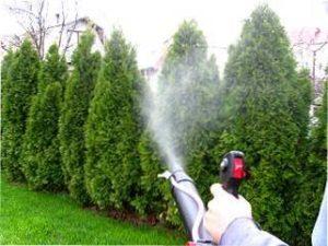 Протруювання фунгіцидом