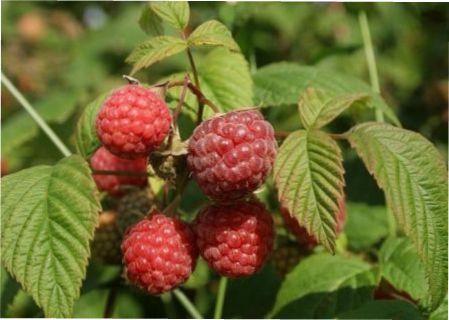 Які існують хвороби садової малини: опис, методи боротьби, лікування та профілактика Хвороби та шкідники малини (опис з фото)