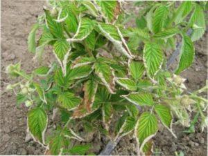 Антракнозні хвороби малини фото