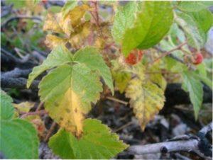 Характеристика хвороб малини