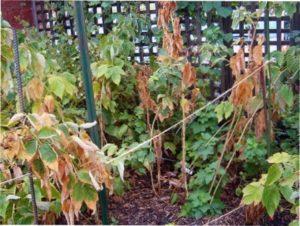 Які існують бактеріальні хвороби малини і їх лікування