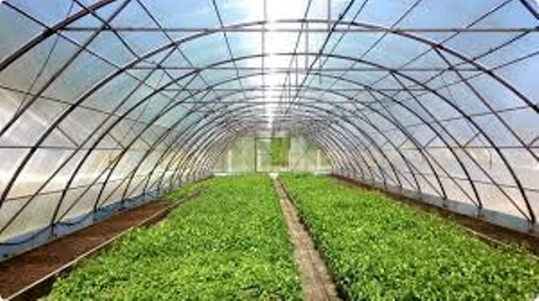 Бюджетна теплиця з плівки. Поради від садового відеоблогера Олени Волкової