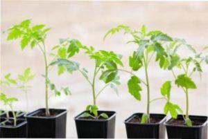 Кому потрібна теплиця на городі фото