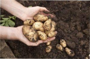 як правильно копати картоплю фото