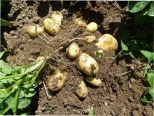 Як перевірити чи пора копати картоплю?