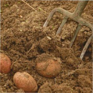 Інструмент для викопування картоплі фото