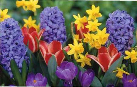 Цибулинні квіти фото