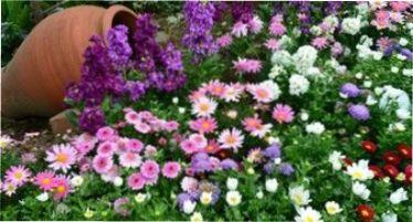 Місячний календар квітникаря на листопад 2022 року - коли пересаджувати рослини в листопаді Місячний календар квітникаря на листопад 2021 року