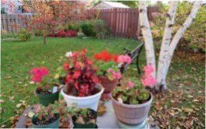 Місячний календар квітникаря