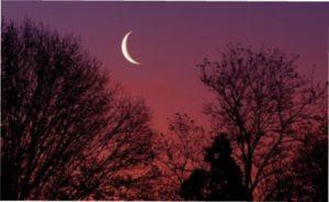 Вплив Молодика на розвиток рослини