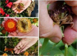 Вплив Повного Місяця на розвиток рослин