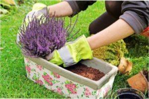 Як правильно пересаджувати кімнатні рослини за місячним календарем