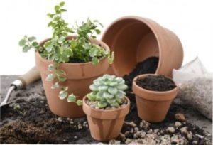 Як правильно пересаджувати кімнатні рослини за місячним календарем