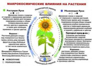 Сприятливі і несприятливі дні для квітникарів в листопаді